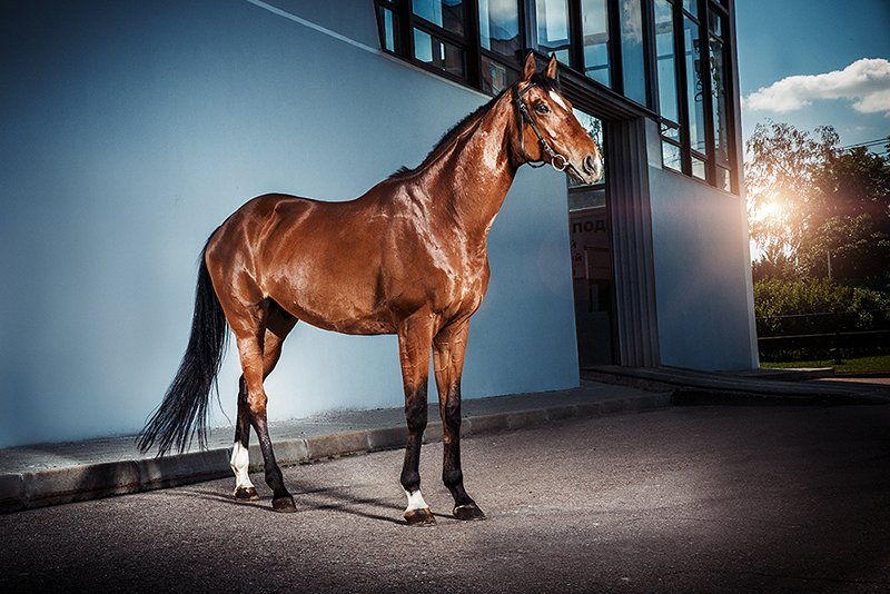 фотосессия лошади